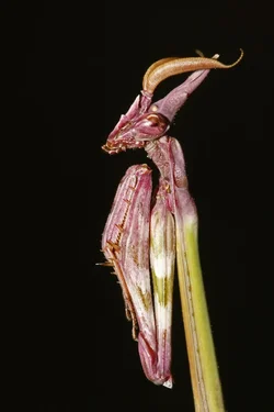 $empusa pennata.webp