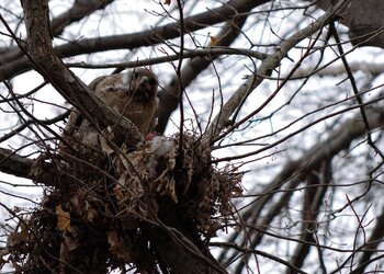 $Hawk Eating.jpg