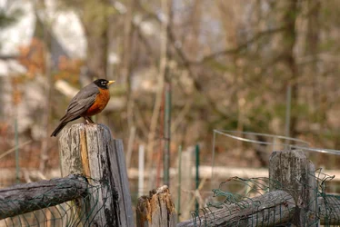 $Robin Fence.webp $Robin Fence.webp