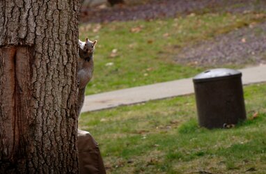 $Squirrel up tree.jpg