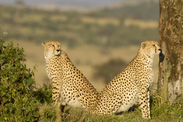 $2 cheetahs.webp $2 cheetahs.webp
