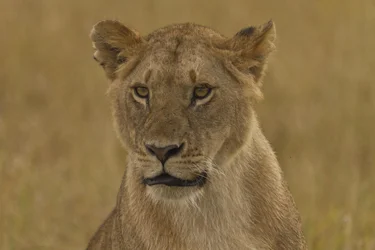 $Lion 1.webp $Lion 1.webp