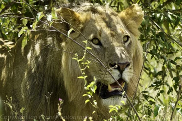 $Kenya 201220120404-_MG_29361220120404.webp