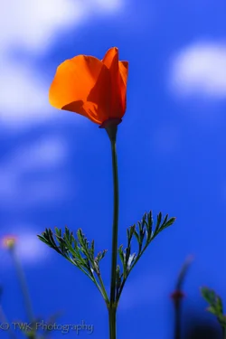 $Day 75 - 4.11.2012-2.webp