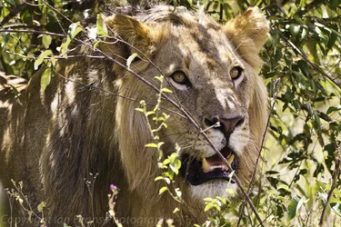 $Male Lion (2).webp $Male Lion (2).webp