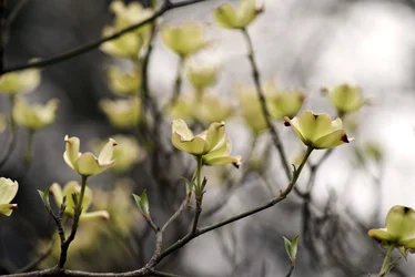 $MRice Stock E Yellow Flowers 03212012.webp