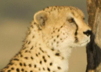 $leopard.webp $leopard.webp