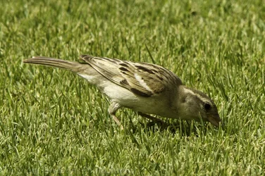 $Bird (1 of 1).webp $Bird (1 of 1).webp