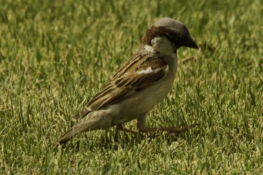 $Bird 2.webp $Bird 2.webp