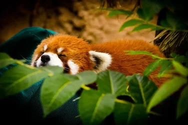 $redpanda-1053-1.webp $redpanda-1053-1.webp