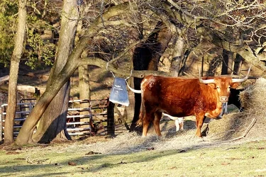 $NO BULLcrop.webp