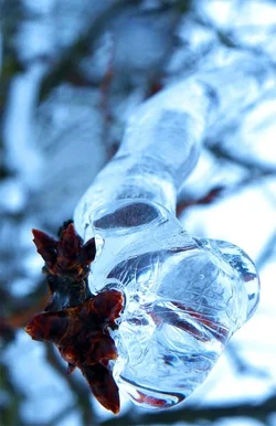 $ice.webp