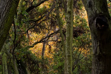 $orangeTreesthrewtrees.webp