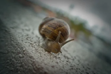 $SnailRS.webp