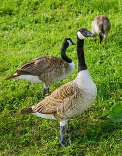 $goose.webp $goose.webp