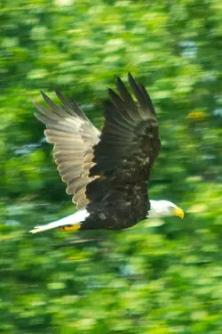 $eagle_flight2.webp $eagle_flight2.webp