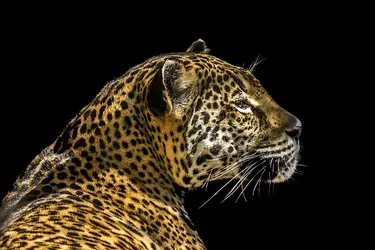 $LeopardBG.jpg $LeopardBG.jpg