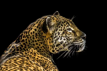 $LeopardBG.webp $LeopardBG.webp