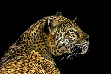 $LeopardBG.webp $LeopardBG.webp