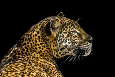 $LeopardBG-3.webp $LeopardBG-3.webp