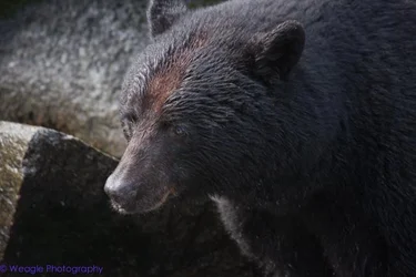 $Bear.webp