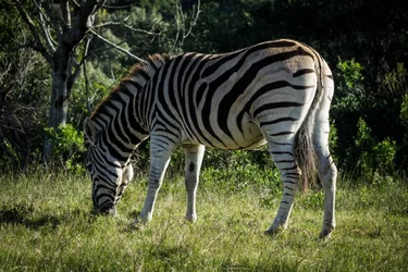 $Zebra.webp $Zebra.webp