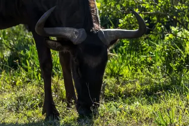 $Wildebeest.jpg $Wildebeest.jpg