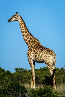 $Giraffe.webp $Giraffe.webp