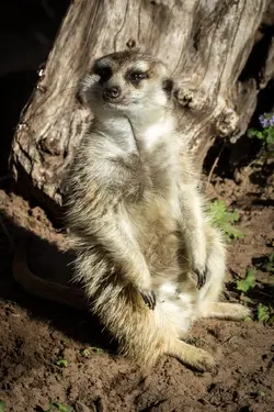 $Meerkat.jpg $Meerkat.jpg