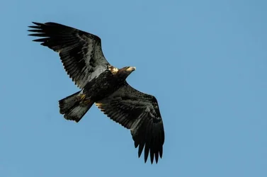 $eaglet.webp