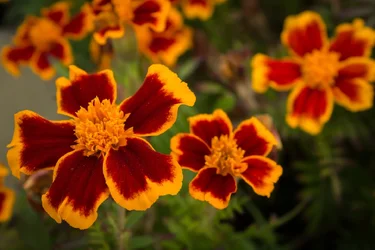 $Marigolds.webp
