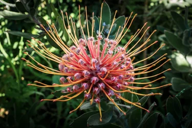 $Protea.webp