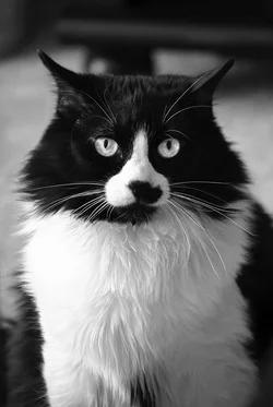 $scooterB&W1.webp