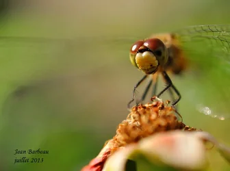 $Demoiselle2W.webp