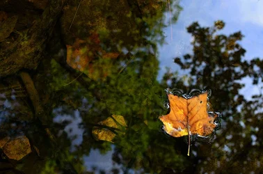 $Leaf on the Water Critique Web.webp