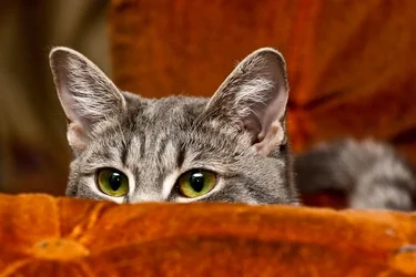 $1005-Pet-portrait-ambush.webp $1005-Pet-portrait-ambush.webp