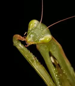 $Mantis-1.JPG $Mantis-1.JPG