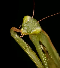 $Mantis-1.webp $Mantis-1.webp