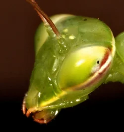$Mantis-4.webp $Mantis-4.webp