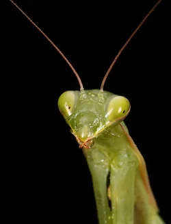 $Mantis-6.webp