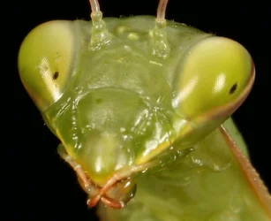 $Mantis-7.webp $Mantis-7.webp