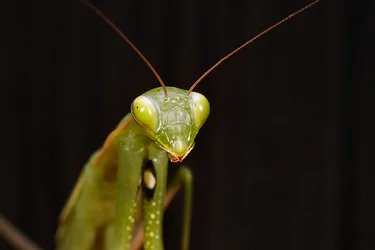 $Mantis-8.webp