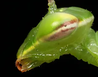$Mantis-9.JPG $Mantis-9.JPG