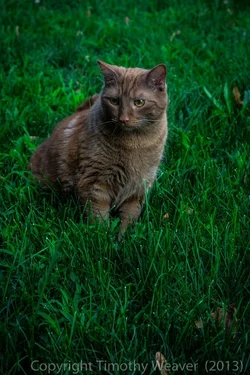 $CatCrop (1 of 1).webp