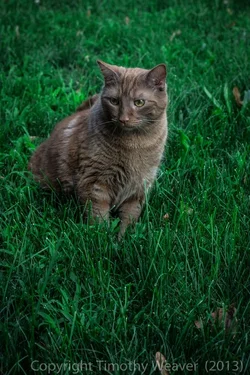 $Catcrop2 (1 of 1).webp