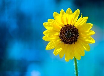 $sunflowercrop(1).jpg