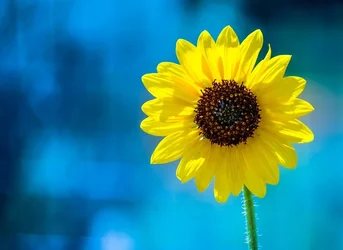 $sunflowercrop(1).webp