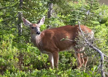 $deer.webp