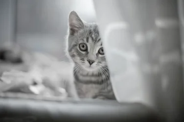 $1006-Pet-portrait-tenderness.webp