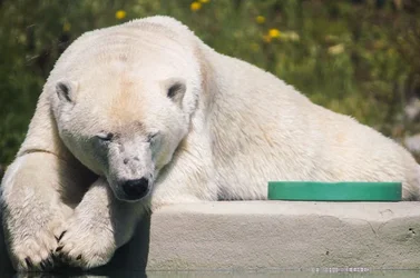 $Bear-.webp $Bear-.webp